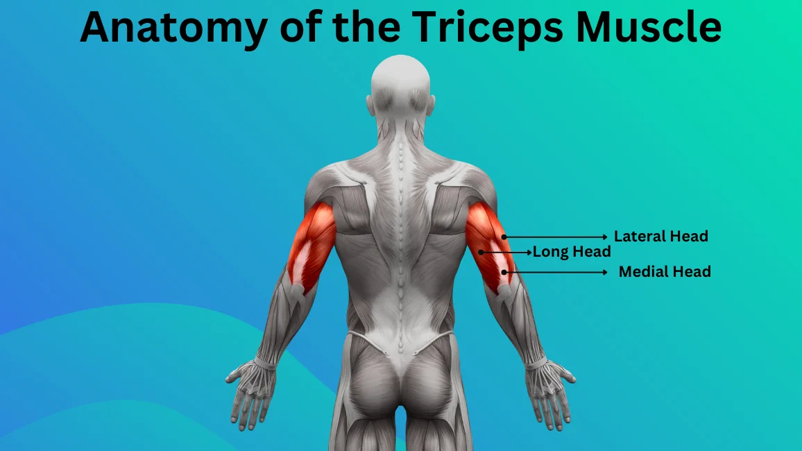 Anatomy Of The Triceps